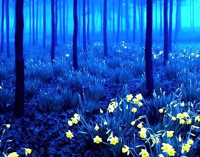 Yellow and Blue, Black Forest, Germany 