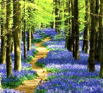 Bluebell Forest Path, England