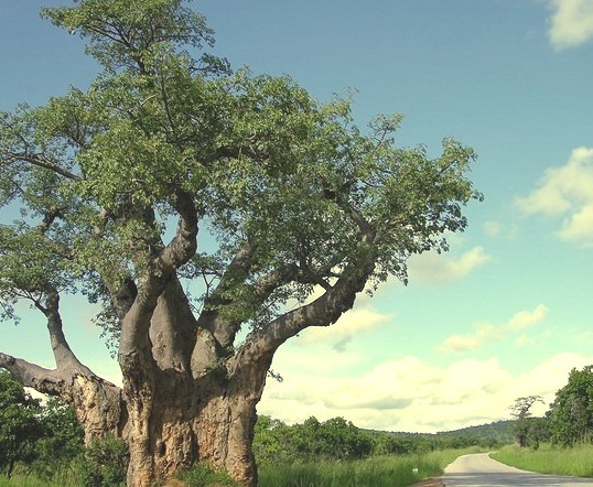 by Mr Sean on Flickr.Road and baobab tree near Kariba, Zimbabwe.