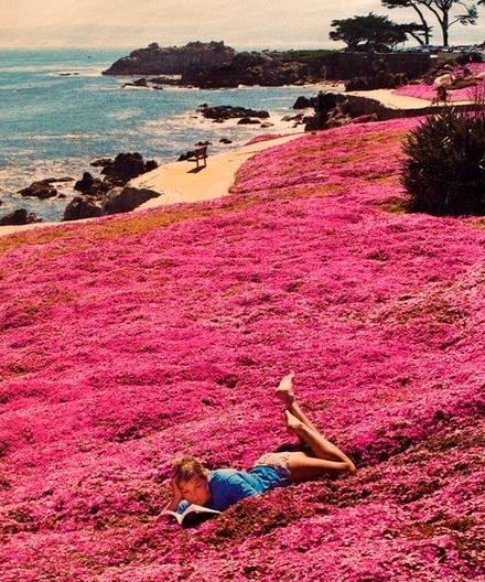 Seaside Park, Monterey, California