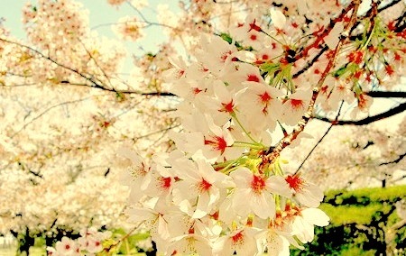 Cherry Blossoms, Sakura, Japan