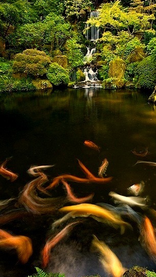 Waterfall Koi Fish, Kyoto, Japan 