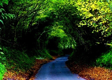 Hobbit Tree Tunnel, Dancersend, England