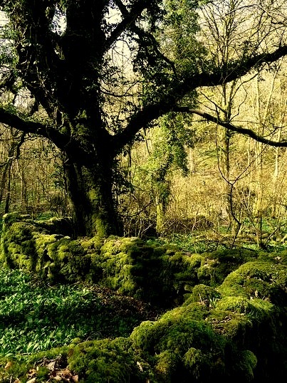 Ancient mossy wall in the forest, Somerset, England