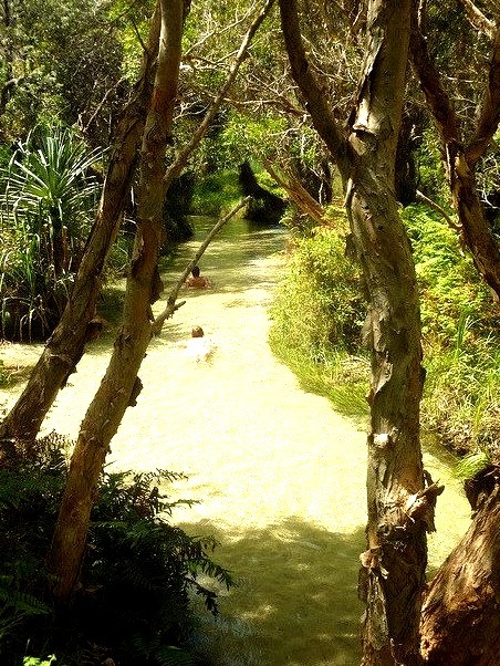 The clear freshwater stream of Eli Creek on Fraser Island, Australia