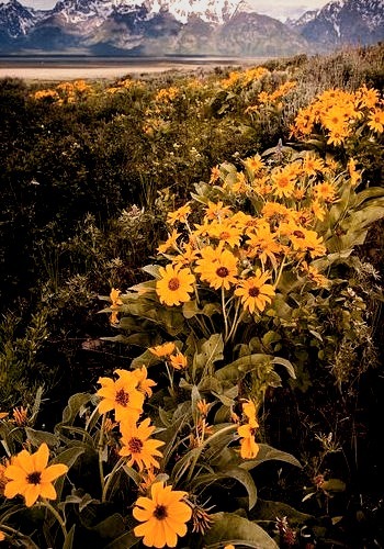 Balsamroot flowers blooming in the valley, Grand Teton National Park, USA