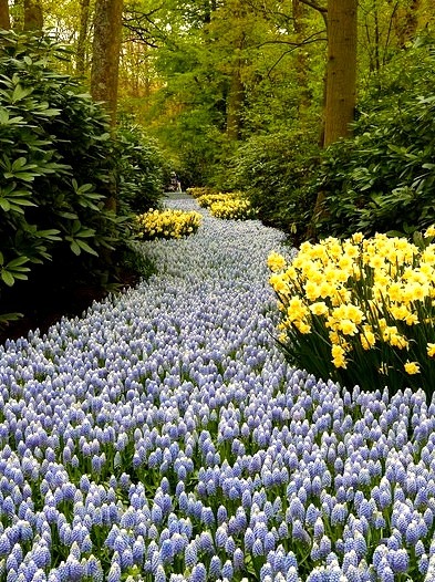 The flower path, Keukenhof Gardens / Netherlands